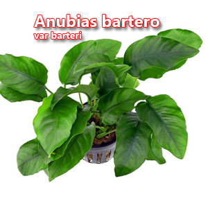 Anubias bartero var barteri